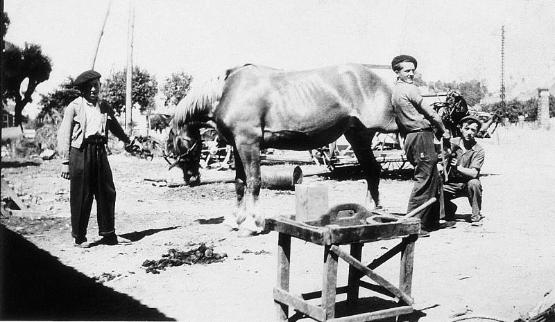 Hommes ferrant un équidé, 1948