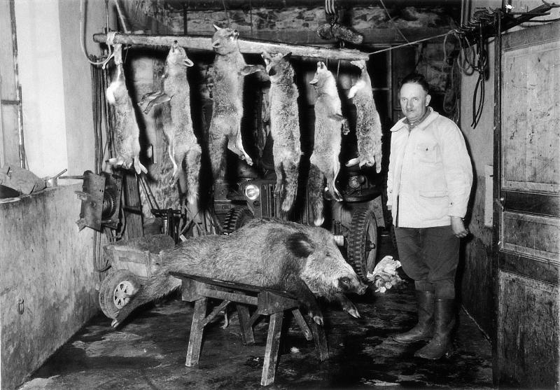 Chasseur (caçaire) devant un tableau de chasse : 2 lièvres (lèbres), 4 renards (rainads) et 1 sanglier (singlar), 1952