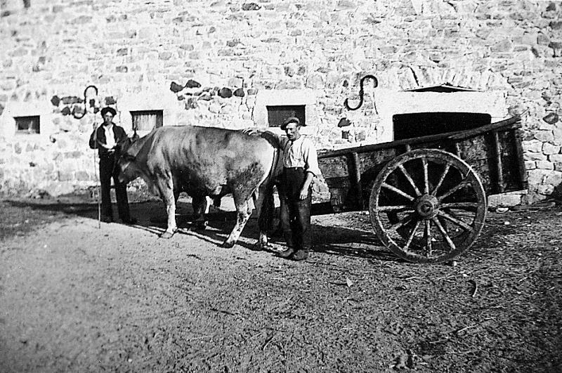 Paire de bovidés (parelh) et char (carri) devant une étable, à La Gardelle, 1944-1945