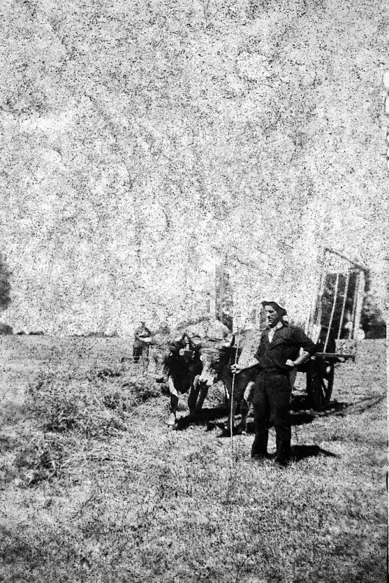 Paire de bovidés (parelh) et char-cage ou à claies (carri de cledas), vers 1950