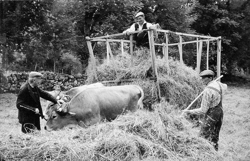 Chargement manuel du foin (fen) sur char-cage ou à claies (carri de cledas), paire de bovidés (parelh), à La Rouquette, 1986