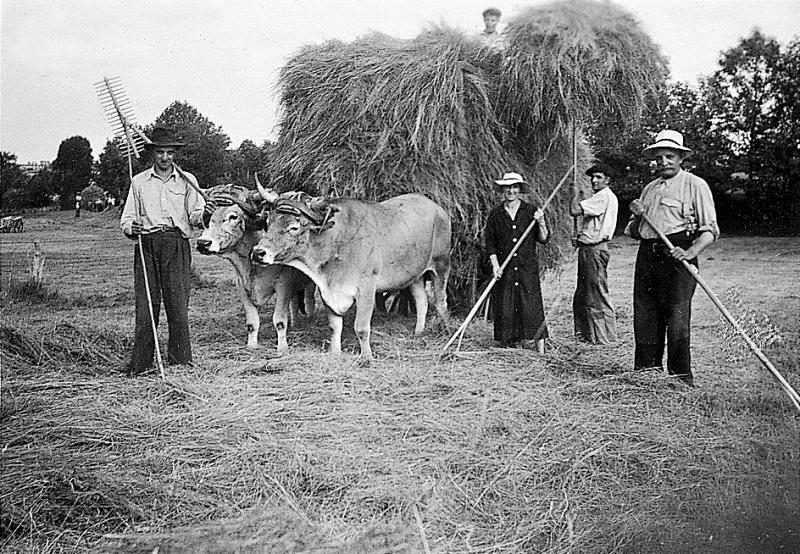 Râtelage et chargement manuels du foin, paire de bovidés (parelh), à Albès, 1948