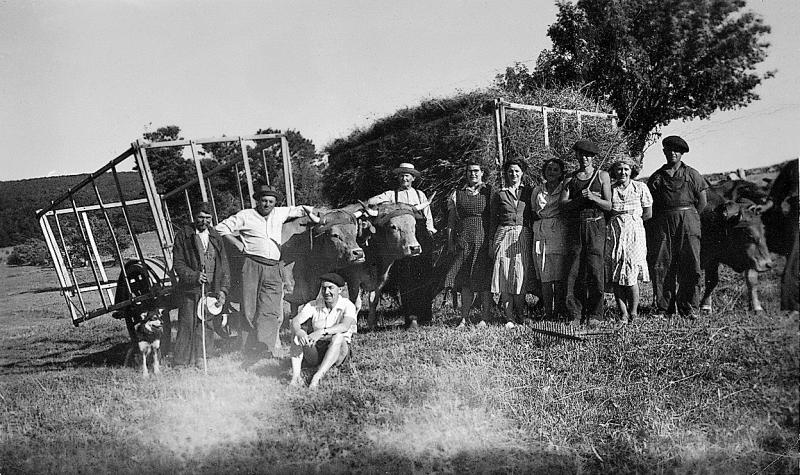 Famille Pégorier devant chars-cages ou à claies (carris de cledas) et paires de bovidés (parelhs), à Mouilhac, 1954