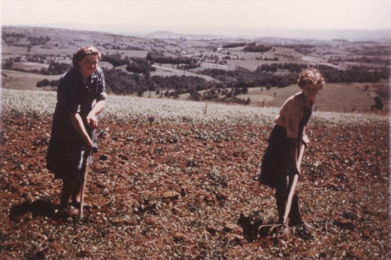 Deux femmes sarclant des pommes de terre (patanons, trufas, trufes, trufets), au Puech de Servel, 1957