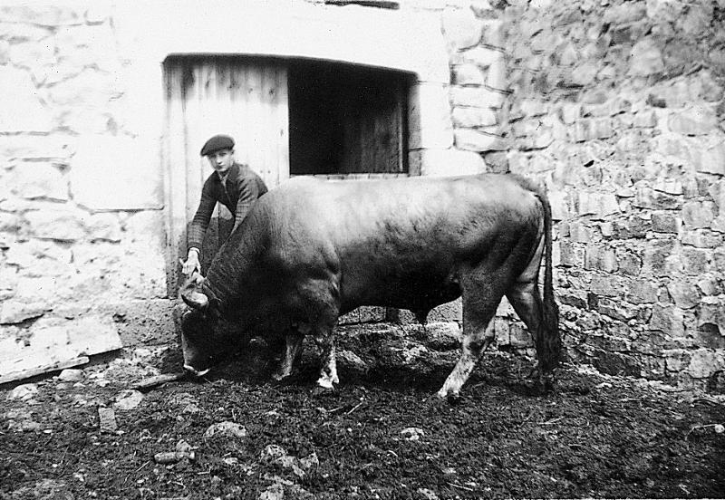 Jeune homme et taureau (brau) de race aubrac devant porte d'étable, à La Gardelle, vers 1943