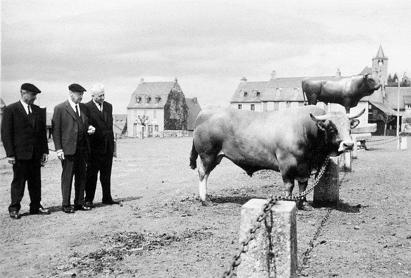 Taureau (brau) de race aubrac et statue en bronze du taureau, au foirail (fièiral), 1964