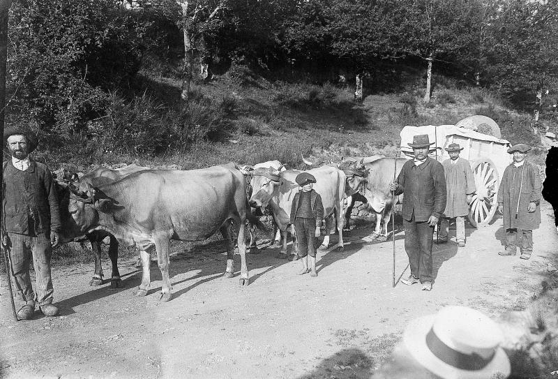  Charroi (carreg) avec trois paires de bovidés (parelhs, prodèl) et tombereau (carruga, tombarèl), à Orlhaguet, commune de Sainte-Geneviève sur Argence, 1903