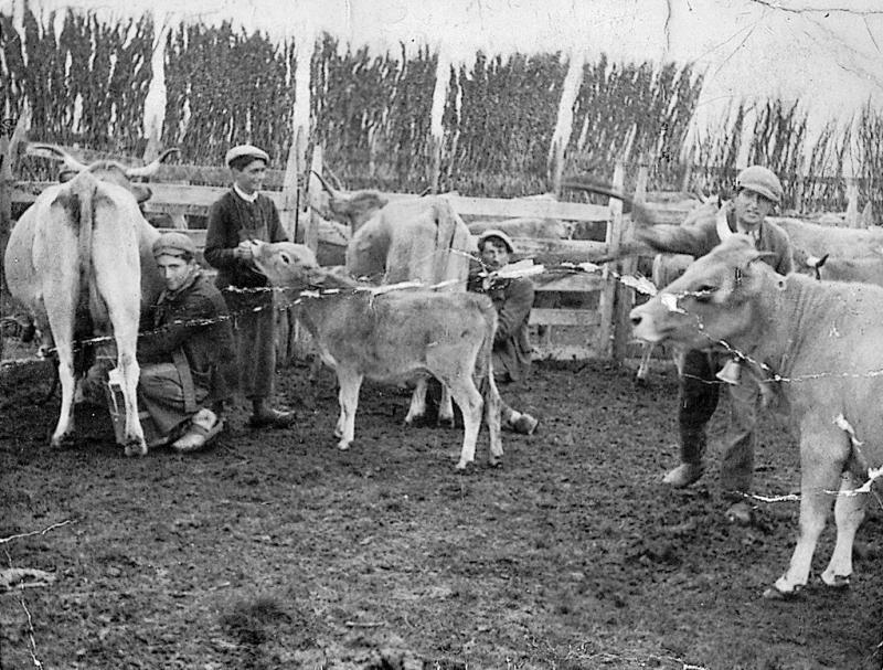 Traite manuelle (molza) de deux vaches au parc de claies (pargue), buronnier (vedelièr) donnant du sel à un veau (vedèl), aux Landes du Puech, 1941