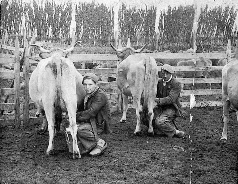 Traite manuelle (molza) de deux vaches au parc de claies (pargue), aux Landes du Puech, 1941