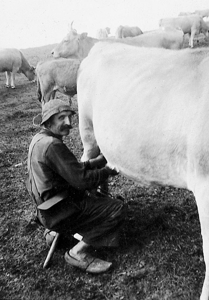 Traite manuelle (molza) d'une vache, au Roc du Cayla, 1955