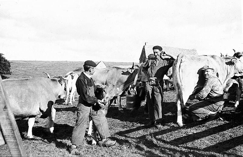 Traite manuelle (molza) devant un buron (masuc), buronnier (vedelièr) donnant du sel à un veau (vedèl), à La Branque (commune d'Alpuech), vers 1930