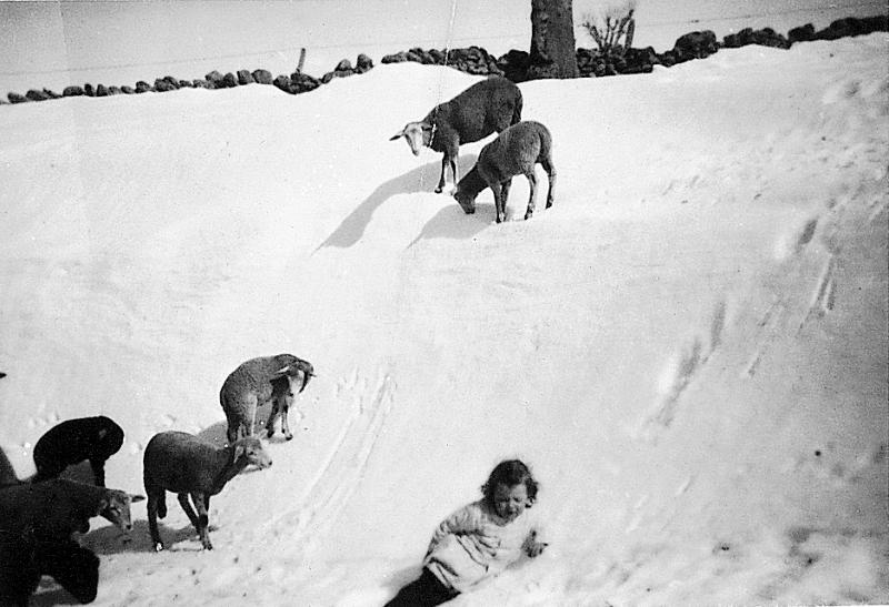 Brebis (fedas), agneaux (anhèls) et enfant dans la neige (nèu), 1952