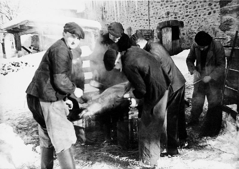 ​Abattage (masèl) du cochon (pòrc, tesson) : ébouillantage et raclage dans la neige (nèu), à Mouilhac, vers 1950