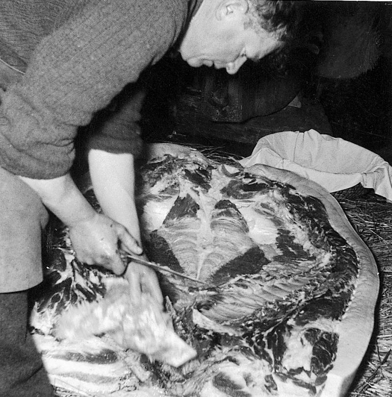 ​Abattage (masèl) du cochon (pòrc, tesson) : dépeçage sur lit de paille, au Puech, 30 décembre 1961