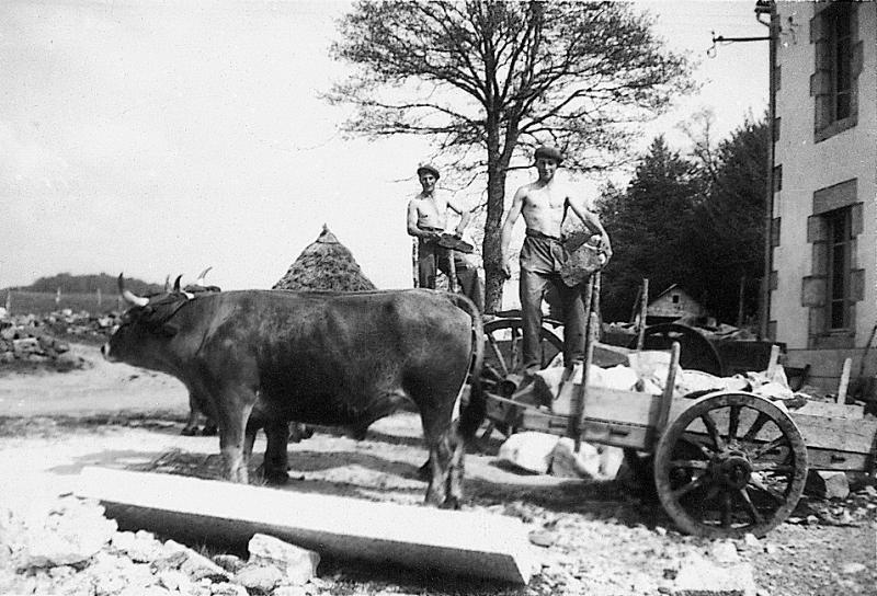 Paire de bovidés (parelh) et deux hommes déchargeant des pierres, à La Gardelle, 1948