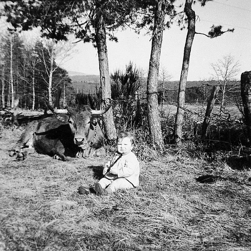 Garçon assis devant un bovidé, à Amber, 1964