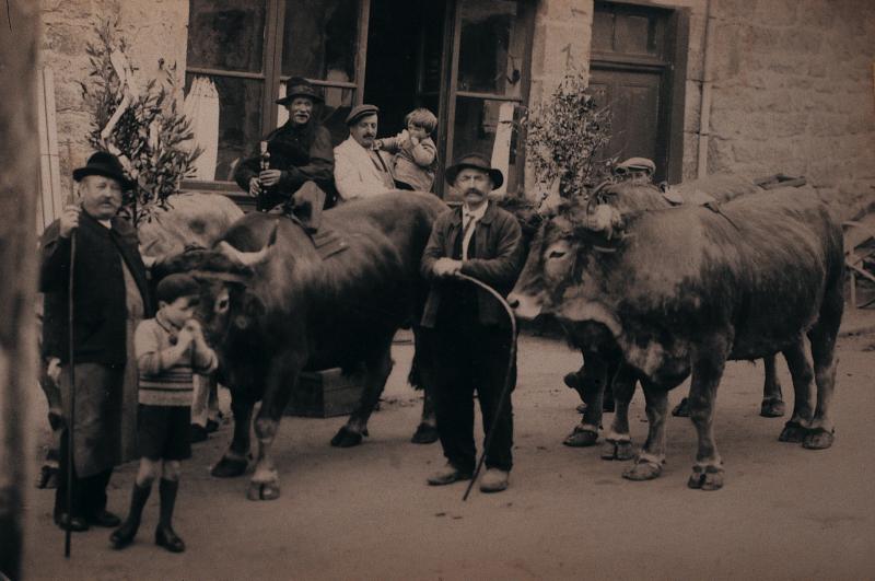 Promenade de deux paires de bovidés (parelhs) de Pâques décorés avec joueur de cabrette (cabretaire), vers 1929