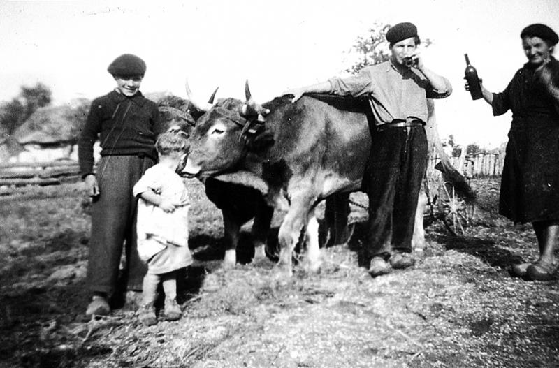 Temps de pause (beguda) durant labour (laur) avec paire de bovidés (parelh) et charrue Brabant, à La Capelle, 1945-1947