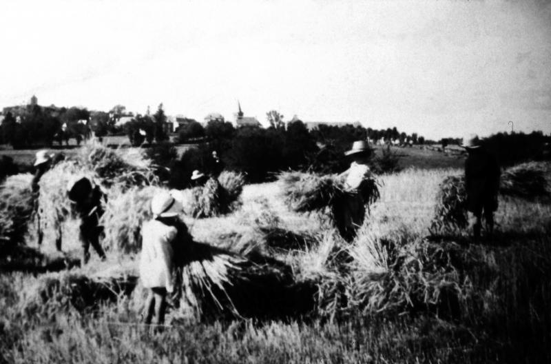 Personnes regroupant des javelles (gavèlas) ou des gerbes (garbas) de blé, en Viadène (secteur de Saint-Amans des Cots)