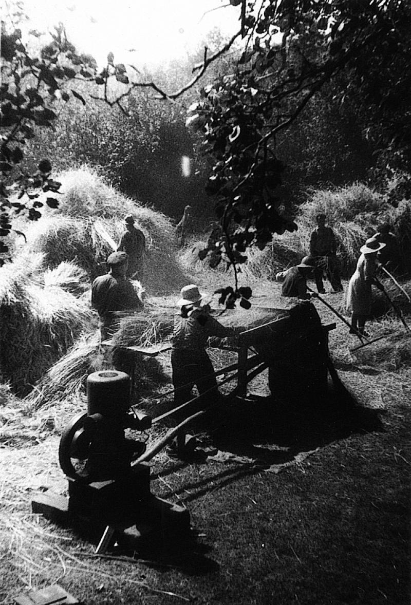 Dépiquage (escodre) mécanisé au croque-paille (cròcapalha), à Misson, 1952-1954