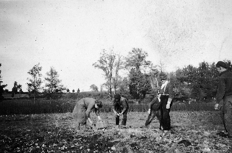 Récolte des pommes de terre (patanons, trufas, trufes, trufets), à La Borie, 1942