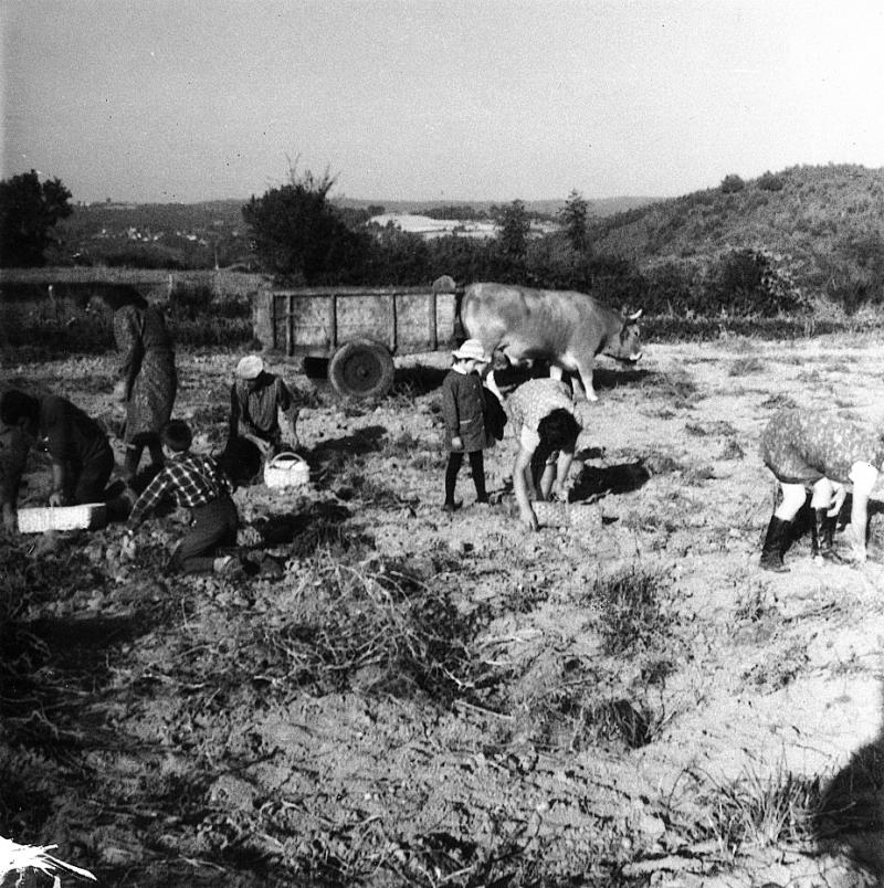 Récolte des pommes de terre (patanons, trufas, trufes, trufets) avec paire de bovidés (parelh) et tombereau (tombarèl), au Mas, 1970