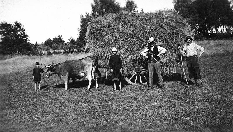 Temps de pause durant chargement manuel du foin (fen), paire de bovidés (parelh) attelée à un char (carri), aux Bories, 1937