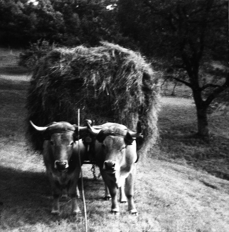 Temps de pause durant charroi (carreg) d'une charretée (carrada) de foin (fen) avec paire de bovidés (parelh), au Mas, 1970