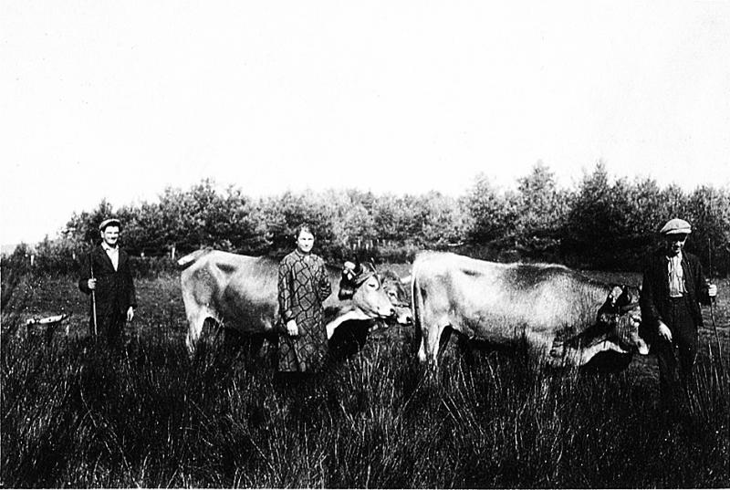 Temps de pause durant labour (laur, laurada) ou fauchage mécanisé avec deux paires de bovidés (parelhs, prodèl), en Viadène (secteur de Saint-Amans des Cots), 1930