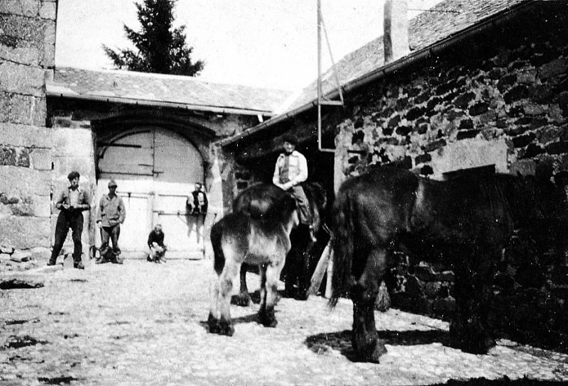 Equidés et poulain dans cour fermée de ferme, à La Borie, 1942