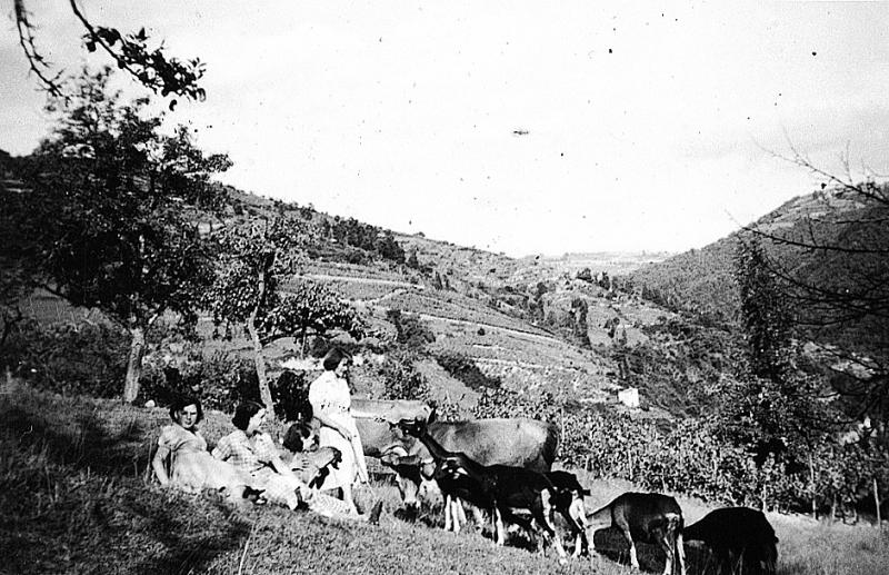Jeunes filles gardant chèvres (cabras) et bovidés près d'une vigne (vinha), à La Jouanie, 1950