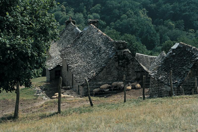 Brebis (fedas) à l'ombre d'un mur-pignon (capial) de maison (ostal), en Viadène (secteur de Saint-Amans des Cots), juin 2000