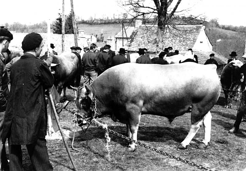 Maquignons et bovidés sur le champ de foire (fièiral), au Cambon, 1945-1946