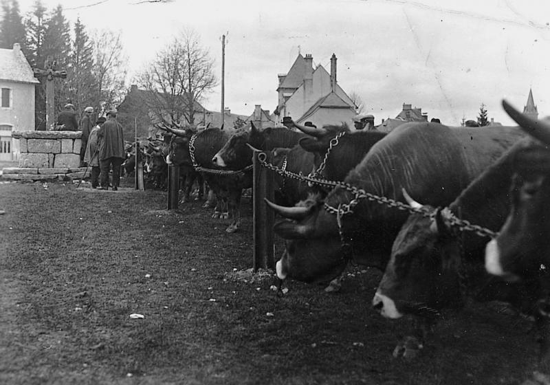 Maquignons et rangée de bovidés sur le champ de foire (fièiral), au Cambon, 1945-1946