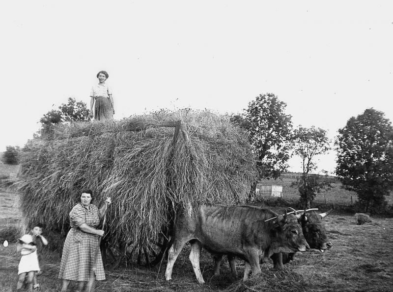 Chargement manuel du foin sur char-cage ou à claies (carri de cledas), paire de bovidés (parelh), 1957