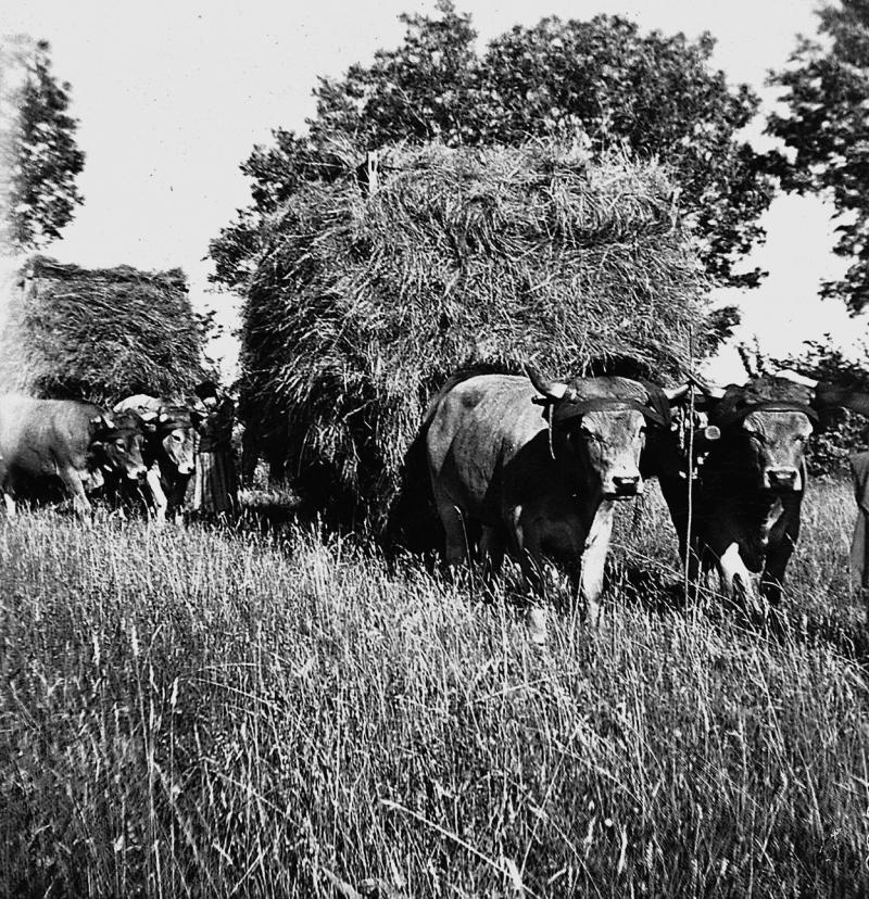 Charroi (carreg) de foin avec deux paires de bovidés (parelhs), à Coluenhes, 1958