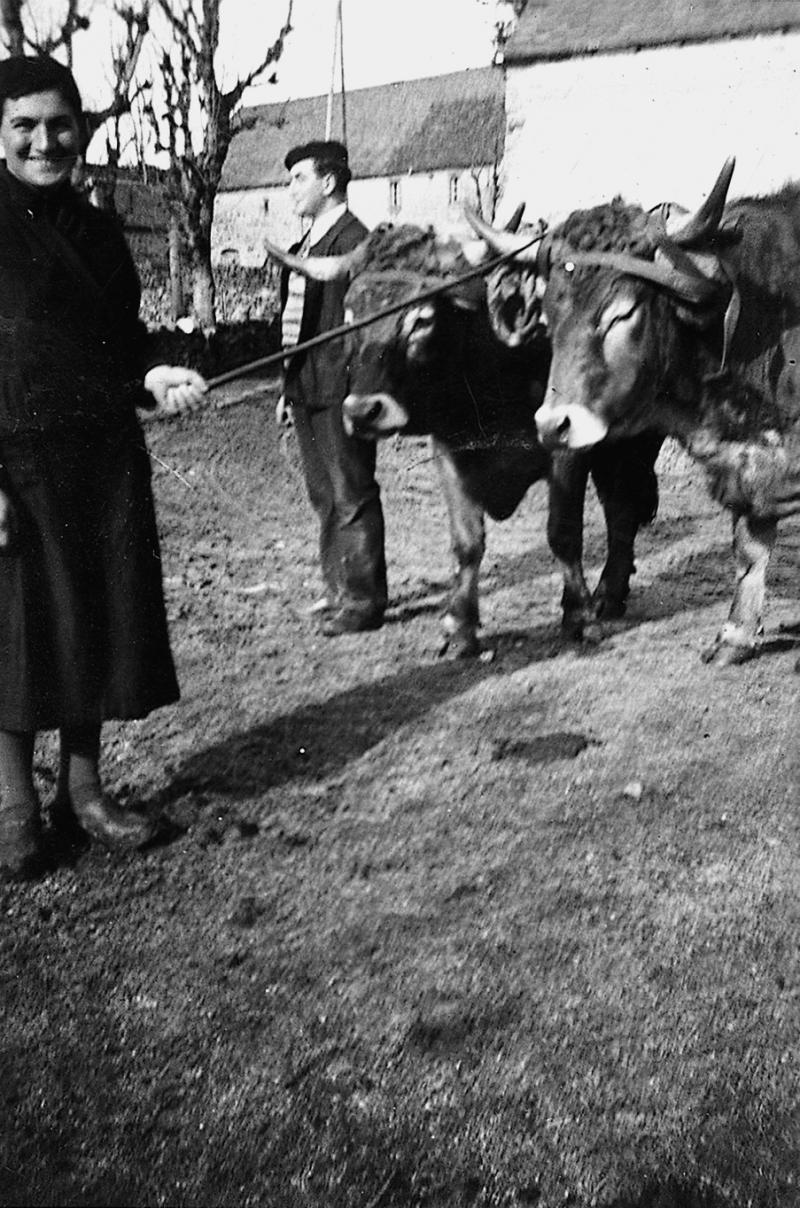 Femme guidant une paire de bovidés (parelh) dans cour de ferme, à Buffières, 1942