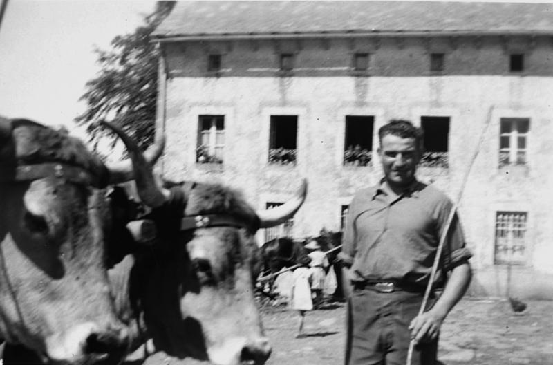 Homme devant paire de bovidés (parelh) et équidé attelé dans une cour de ferme, à Huplergues, 1950