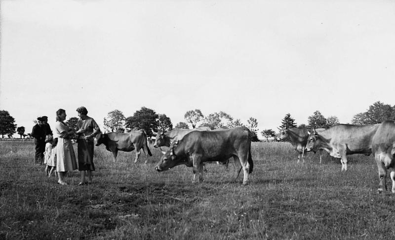 Garde d'un troupeau de bovidés (vacada), en Viadène (secteur de Sainte-Geneviève sur Argence)