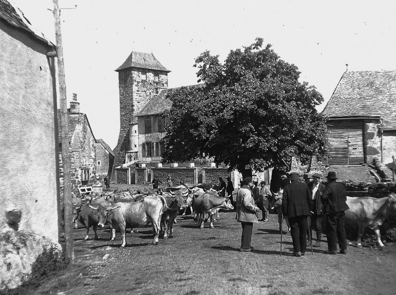 Troupeau de vaches (vacada) montant en estive sur la place de l'église (glèisa), 25 mai 1950