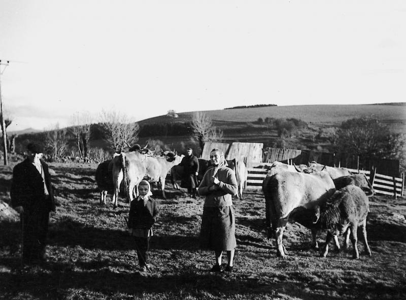 Garde d'un troupeau de bovidés (vacada) en estive devant un parc de claies (pargue), veau (vedèl) tétant sa mère, aux Costes, 1955