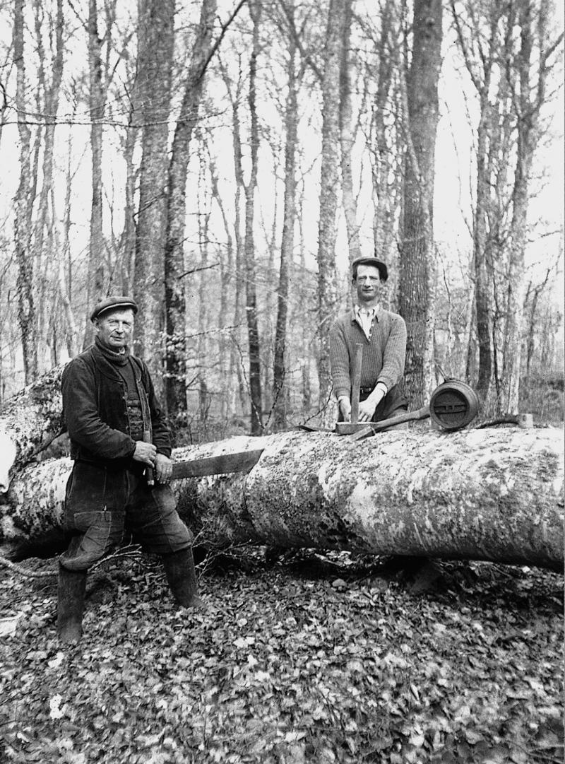 Deux hommes sciant avec une scie passe-partout (tòra) un tronc d'arbre abattu, au Quié, 1950