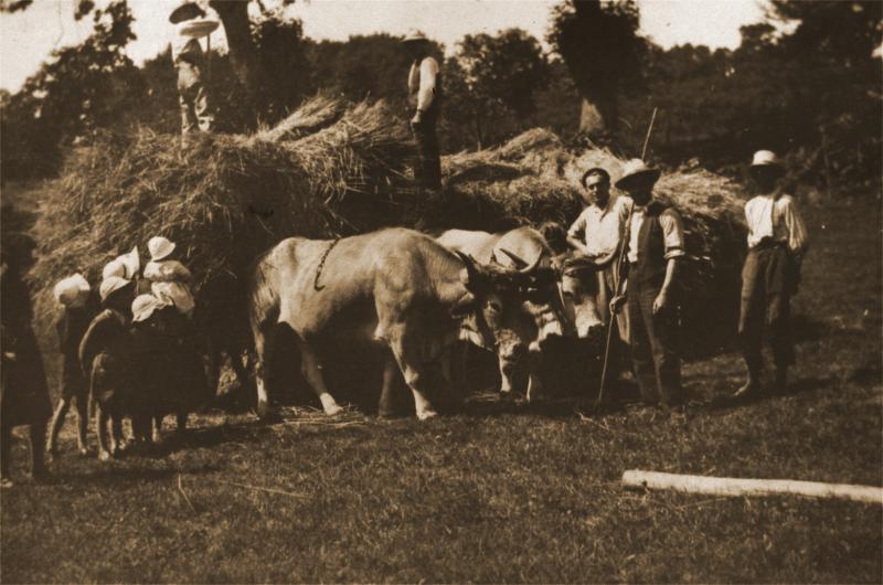Confection d'un gerbier (plonjon) et paire de bovidés (parelh), à Segondy, 1932