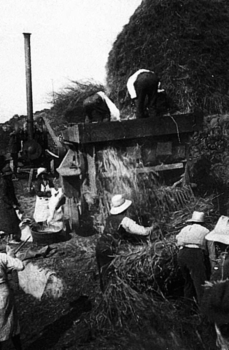 Dépiquage (escodre) mécanisé à la batteuse (batusa) actionnée par une locomobile (caufusa) et ensachage du grain, à Bonan, 1932