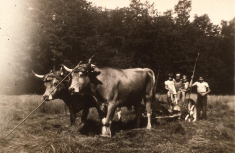 Temps de pause durant fauchage mécanisé avec paire de bovidés (parelh), en Barrez (secteur de Mur de Barrez), 1952