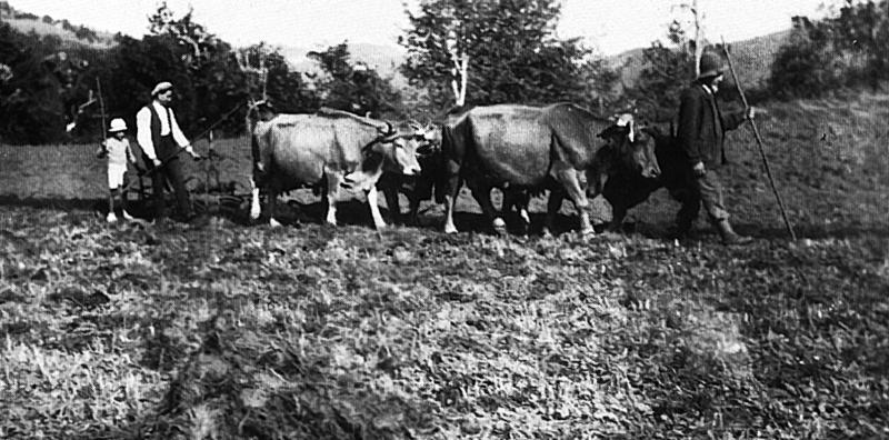  Labour (laur) avec deux paires de bovidés (parelhs, prodèl) et charrue Brabant, à Invidal, commune de Paulhenc (15), 1936-1938
