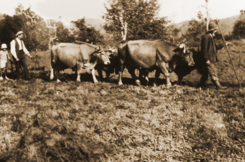  Labour (laur) avec deux paires de bovidés (parelhs, prodèl) et charrue Brabant, à Invidal, commune de Paulhenc (15), 1936-1938