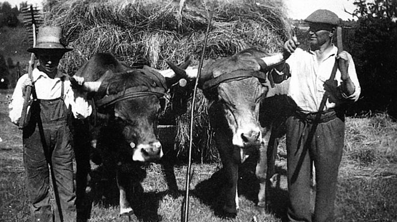  Charroi (carreg) de foin avec paire de bovidés (parelh), en Barrez (secteur de Mur de Barrez)