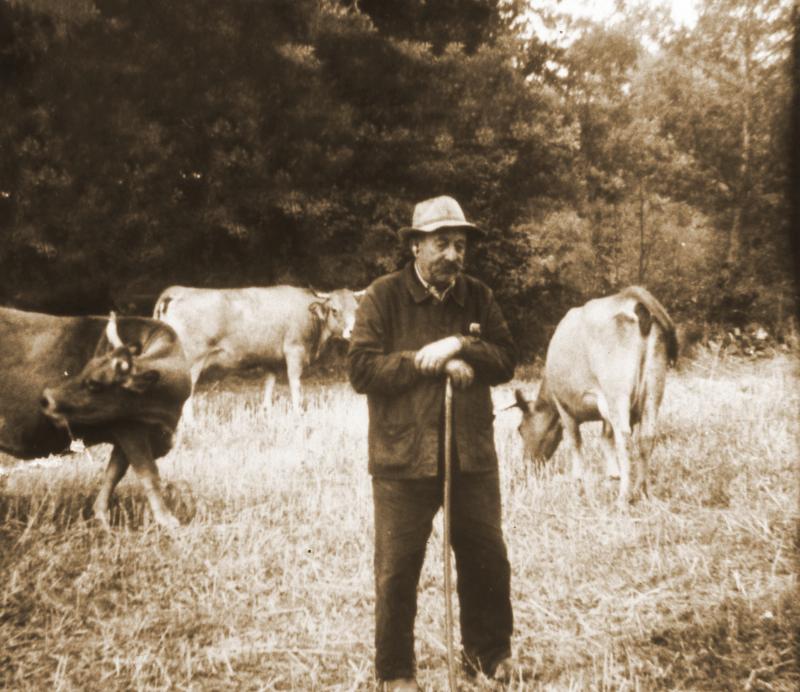Garde de bovidés, à Cayrac, vers 1960