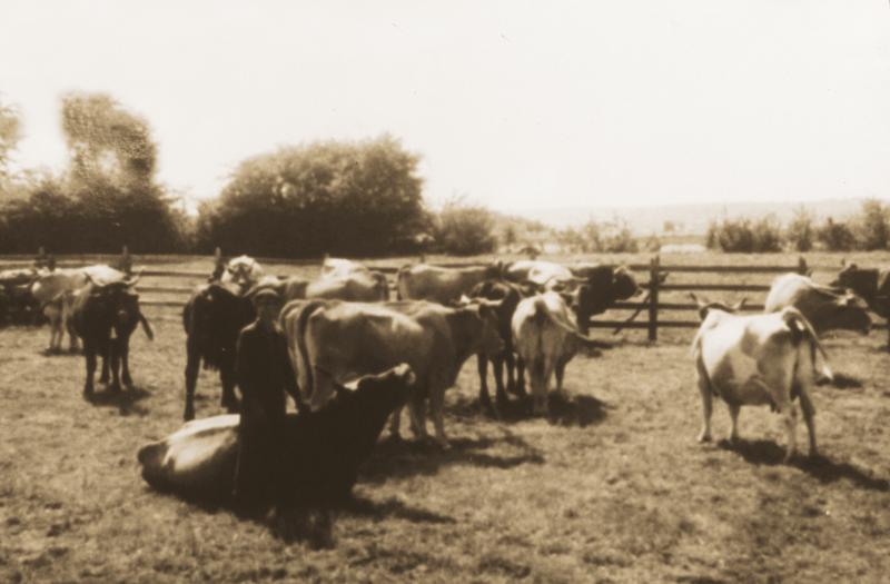 Garde d'un troupeau de bovidés (vacada) dans un parc de claies (pargue) d'estive, en Barrez (secteur de Mur de Barrez)